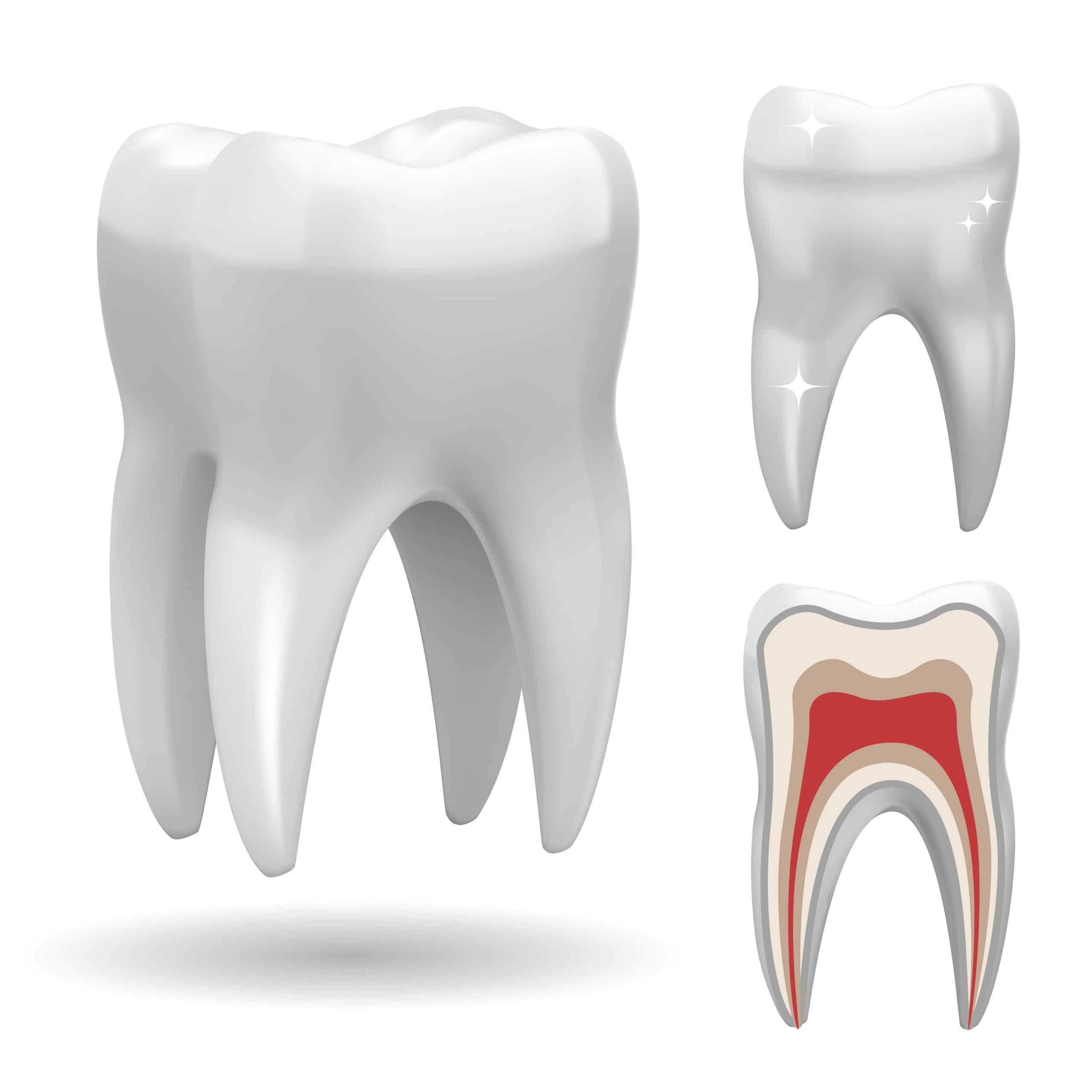 Sezione dente paradontologia clinica del sorriso ferrara